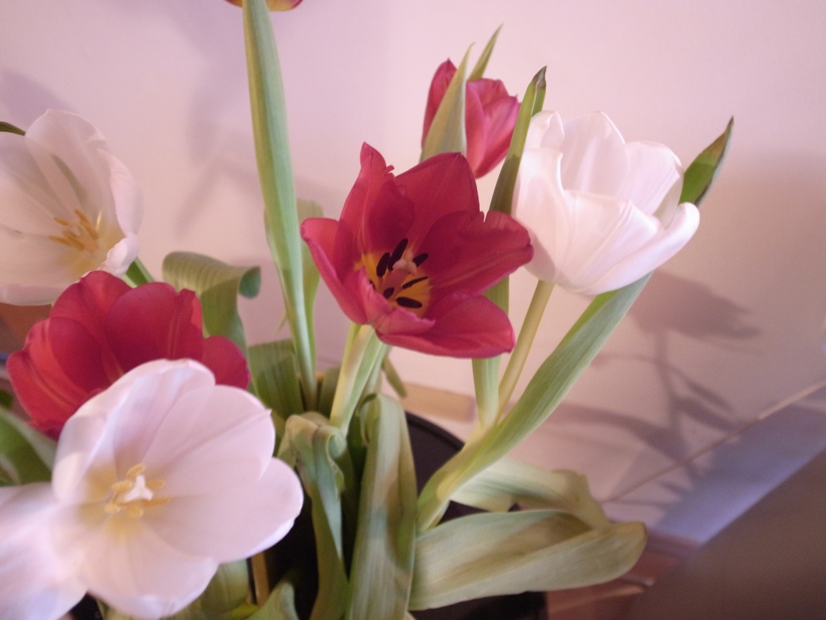 Blumen sorgen für ein duftendes Zuhause und ein gutes Raumklima